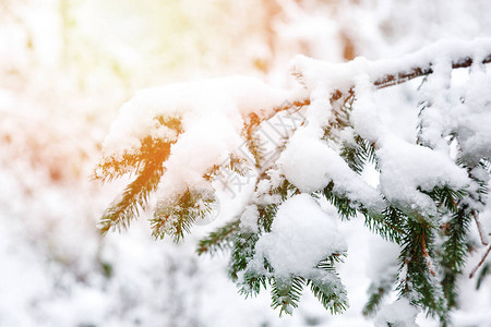 冬季公园的绿木林和雪土美丽的自然生长在图片