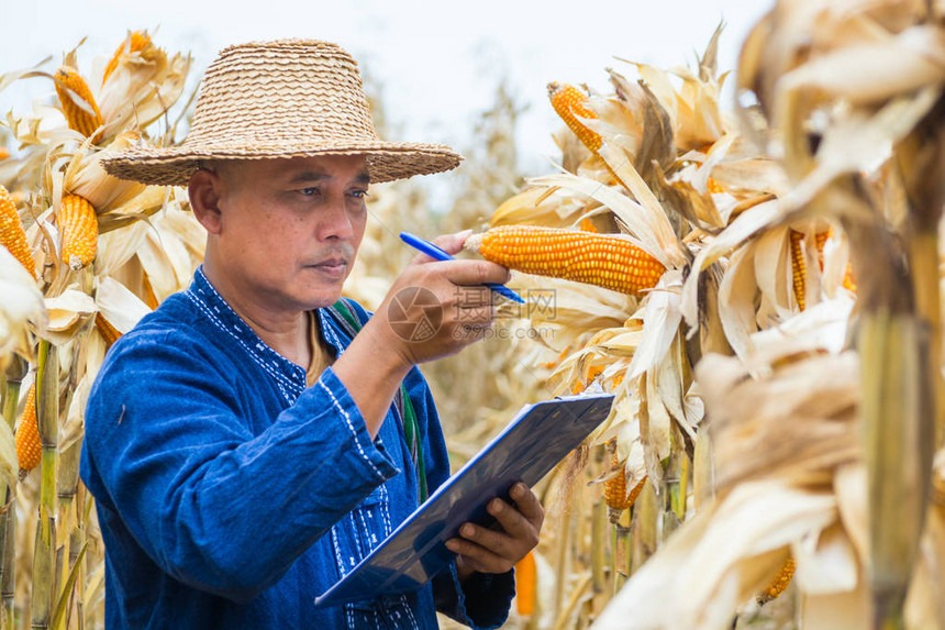 亚洲农民或生物学家检查或分析和研究玉米田植物上的生玉米芯作为农业研究或农业作为图片