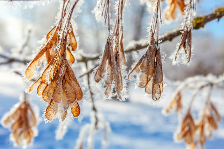 雪林里的霜冻树枝种子在阳光明媚的清晨图片