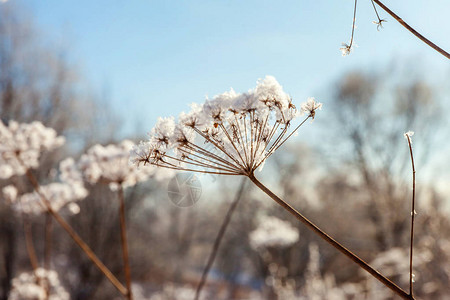 雪林里的霜草阳光明媚的清图片