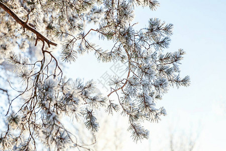 雪林里的冰霜松树枝清图片