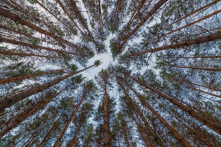 从地面观察冬季森林中松树的顶部底部视图超广角背景info背景图片