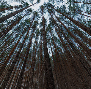 在松树林中寻找树冠底视图超广角背景图片