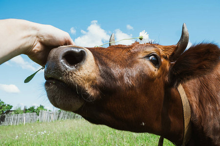 一只红牛看着摄像机手踩着一图片