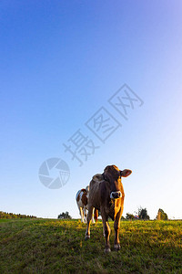 日落时的全家牛在夏夜温暖的夜晚在图片