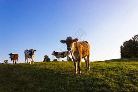 日落时的全家牛在夏夜温暖的夜晚在图片