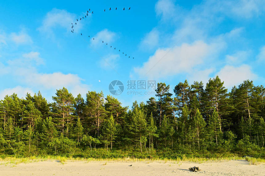 苏格兰松树林在波罗的海岸沙丘上生长图片