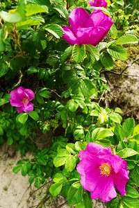 在波罗的海沿岸的沙丘上生长着玫瑰狗玫瑰或野玫瑰的粉红色盛开的花朵图片