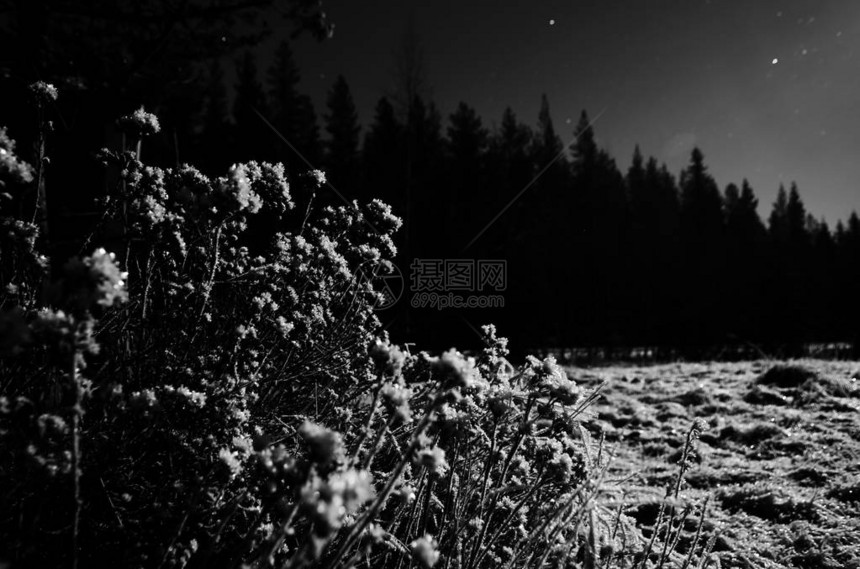 北欧冬夜灌木的黑白图像图片