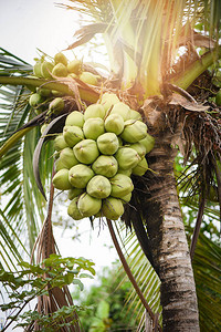 夏季日花果植物上新鲜绿色椰子树淡绿色椰子棕背景图片