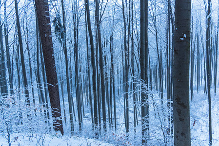 雪覆盖的树木和树枝图片