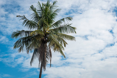 在蓝天背景的可椰子树图片