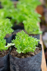 新鲜绿色生菜叶沙拉图片