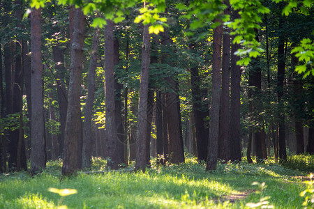 夏季森林中的树干和绿叶图片