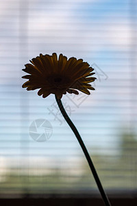 窗前盛开的花朵剪影图片