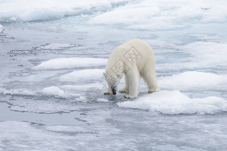 野生北极熊在北冰洋的图片