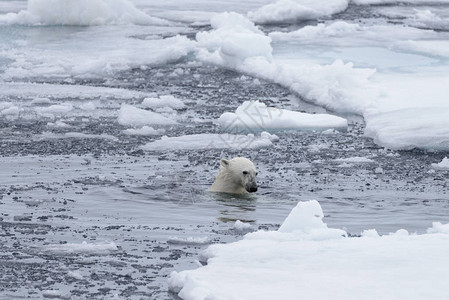 北极熊Ursusmaritimus在图片