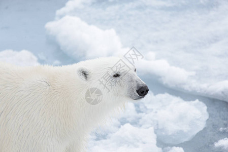 北极熊的Ursusmaritimu图片