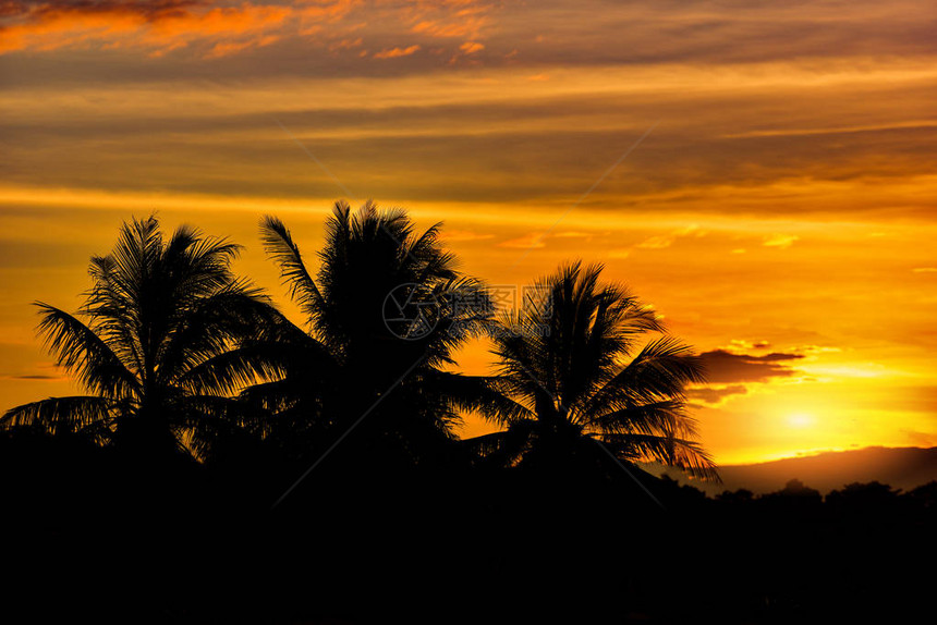 双周日落云和黄色天空背景的树沙滩沿岸的锡月叶椰子棕榈树Asia图片