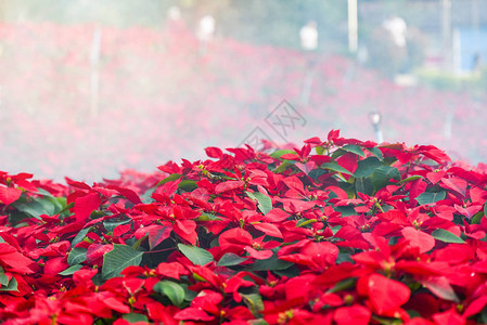 美丽的叶子红色背景红色花园中盛开的一品红花图片