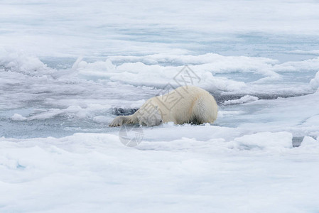 北极海中的湿北极熊图片