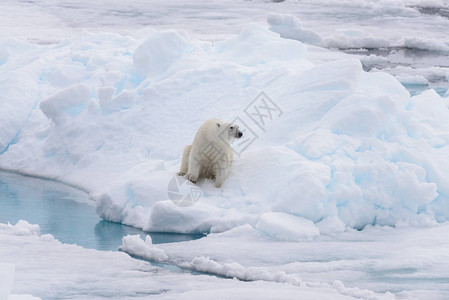 野生北极熊坐在浮冰上图片