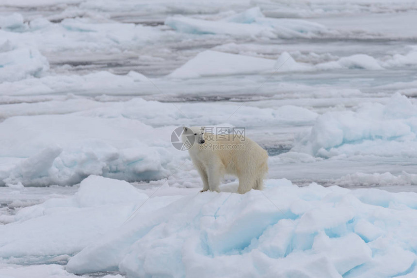 北极海中成群结冰图片