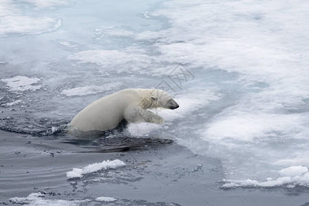北极熊Ursusmaritimus在北冰图片