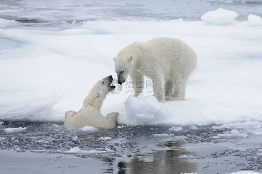 两只年轻的野生北极熊在斯瓦尔巴以北的极图片