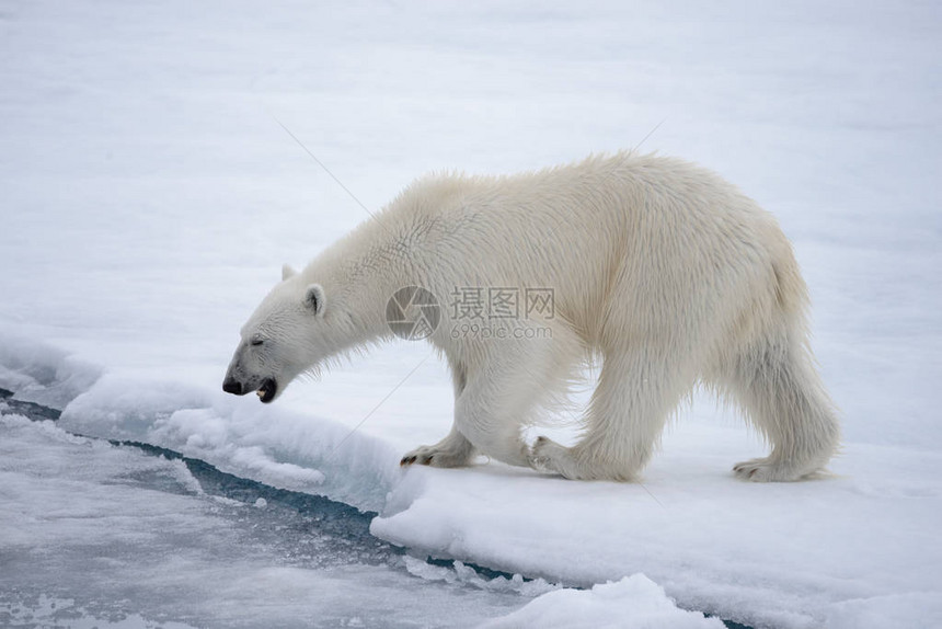 野生北极熊在北冰洋的冰图片