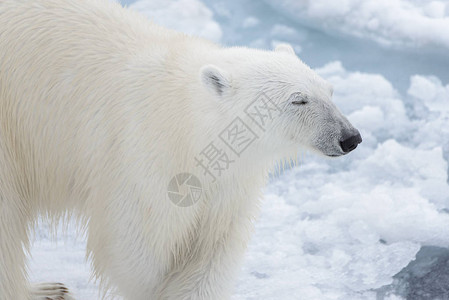 北极熊的Ursusmaritimu图片