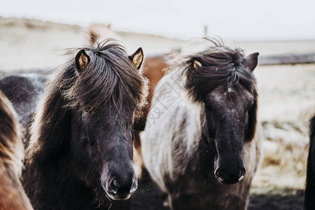 冰岛山谷中美丽的放牧马图片