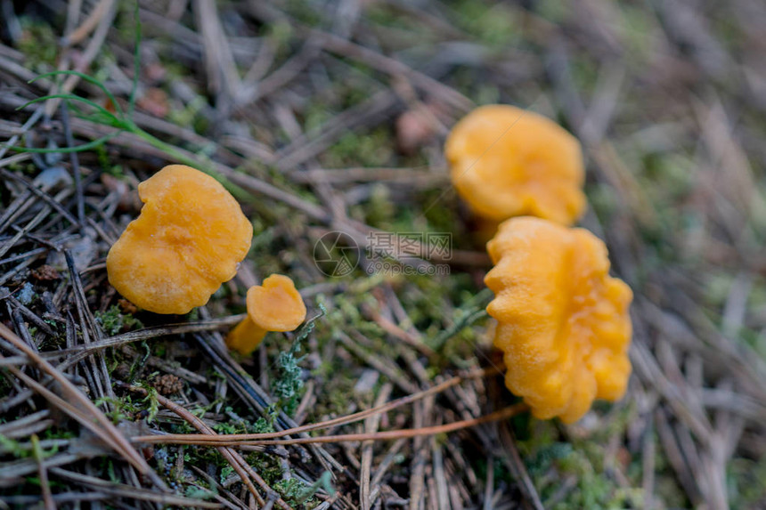 森林里的蘑菇鸡油菌图片