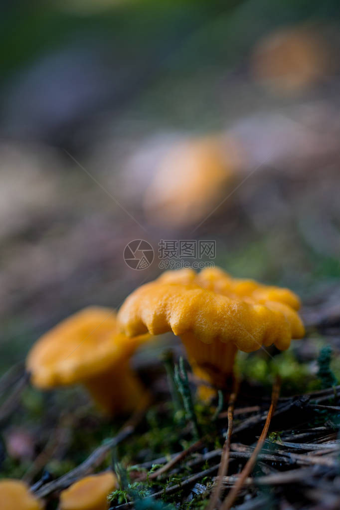 森林里的蘑菇鸡油菌图片