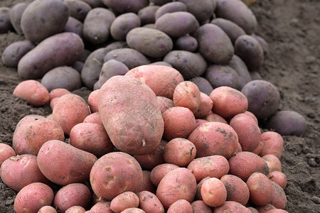 前景中背景中的红土豆是黑色的地上到处图片