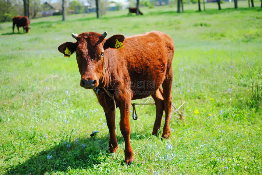 吃草在绿色草甸的布朗母牛图片