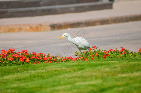 绿色草地上的埃及白鸟图片