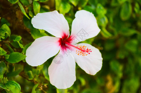 生长在希腊海滩的花图片