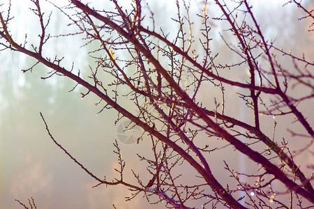 冬天或初春树枝枯树图片
