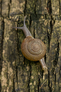 蜗牛在树上爬行图片