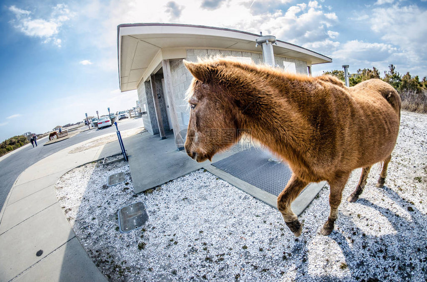 野马在阿萨蒂格岛海岸停车场的公共厕所周围小跑自然与人图片