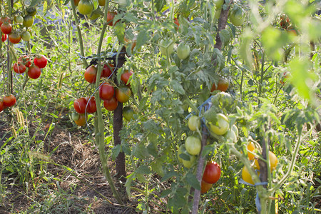 花园里西红柿植物的特写图片