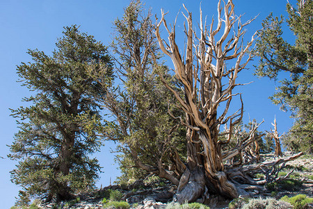 古老的狐尾松树这些古老的树木具有扭曲和多节的特征加利福尼图片