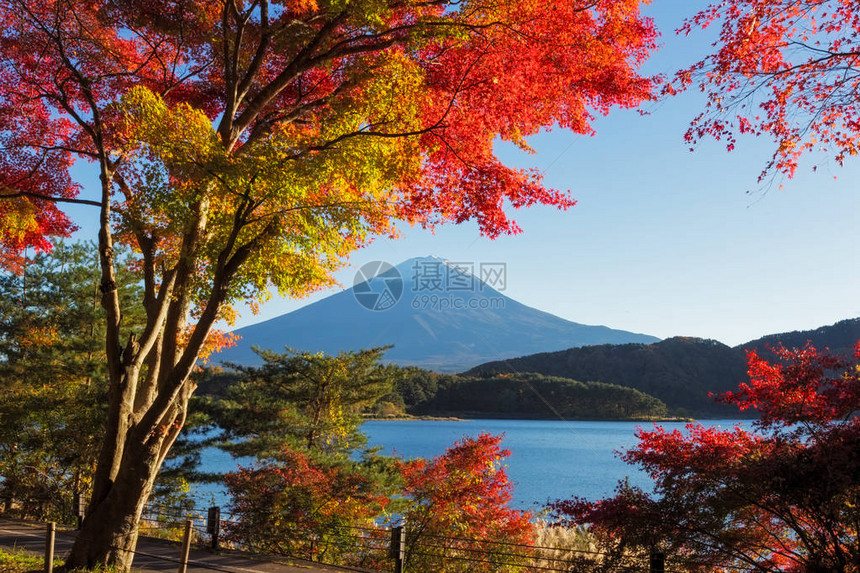 这张照片是在秋天的富士山周边地区拍摄的图片