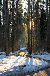 晚上日落光芒在冬天杉木森林里背景图片