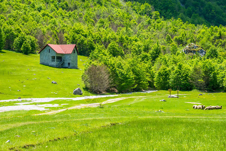 高山附近的绿草地景象片状的背景图片