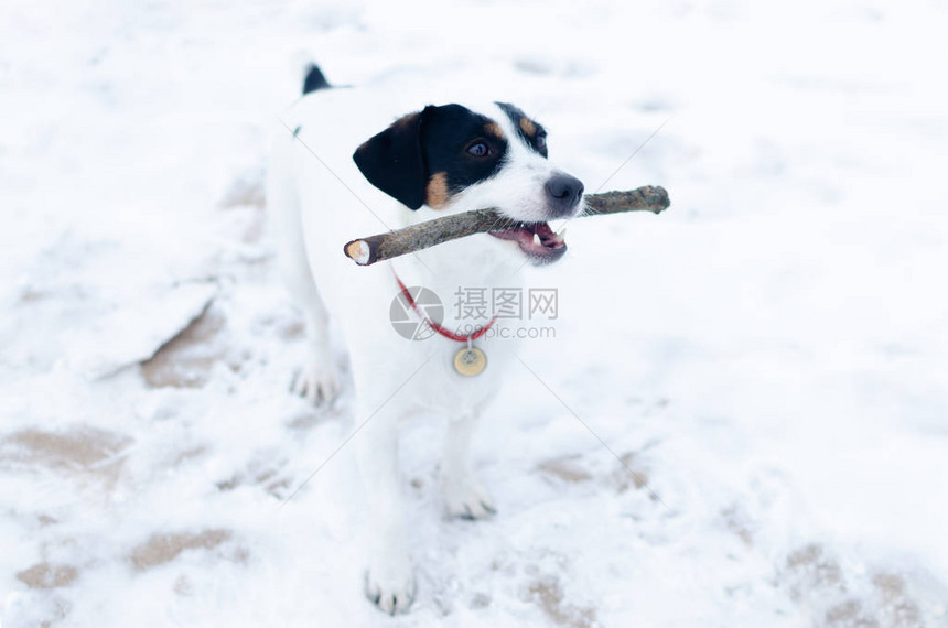 JackRussellerTerrier这只狗和它的主人一起玩图片