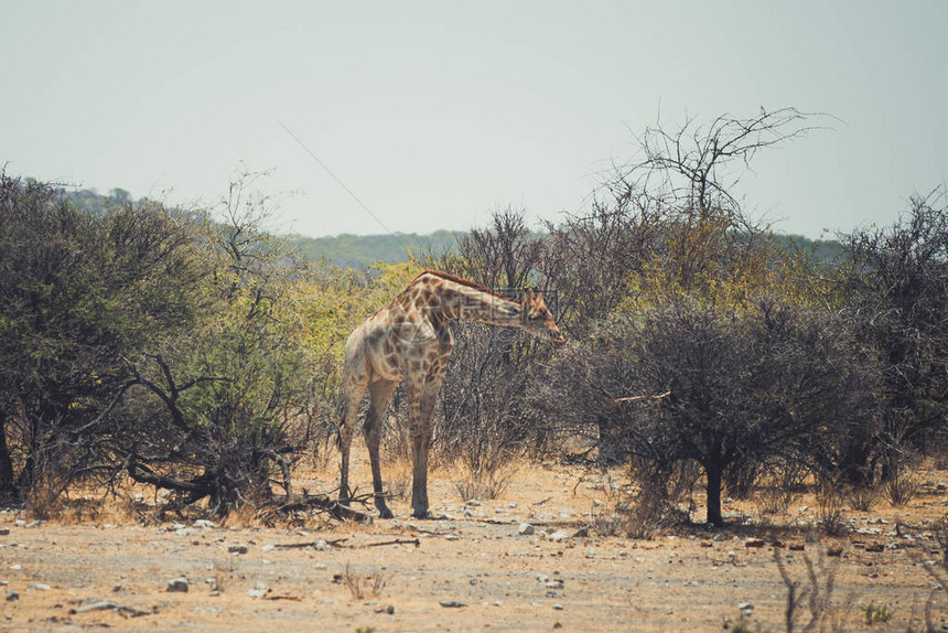 非洲大草原上的长颈鹿图片