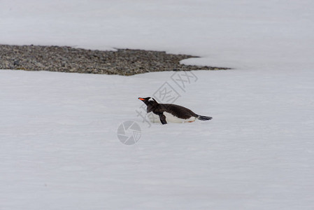 Gentoo企鹅在大自然中爬行图片