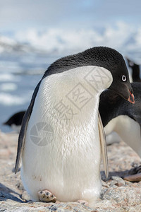 在大自然中的阿德利企鹅图片